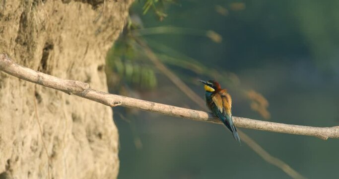 The European bee-eater from on the breeding colony on the steep banks of the Drava River