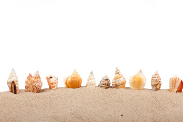 Seashells are sticking out of the sand. Isolated on white background.