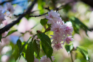 Blooming pink sakura in spring.