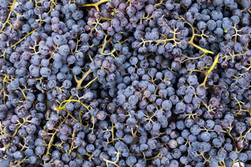 Background from brushes of ripe grapes.