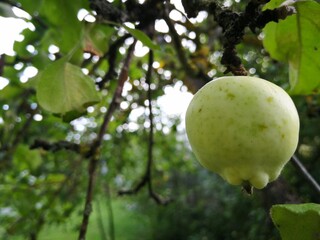 Riped green apples on the tree