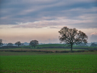 Fototapeta na wymiar Arable farmland and silhouetted leafless trees at dusk at the end of a cold winter day with mist forming. Taken in Cheshire, England, UK.