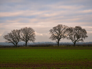 Arable farmland and silhouetted leafless trees at dusk at the end of a cold winter day with mist forming. Taken in Cheshire, England, UK.