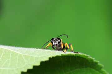 mud dauber live on green leaves