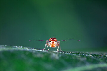 psocoptera crawl on green plants