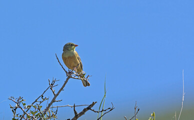 Ortolan Bunting (Emberiza hortulana), Crete