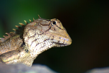 close shot of a kerala chameleon 