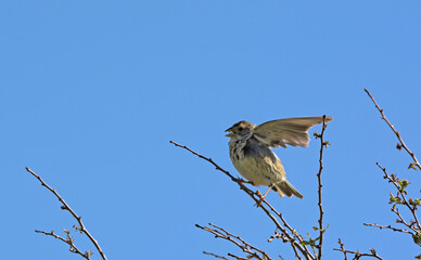 Corn Bunting - Miliaria calandra, Crete, Greece