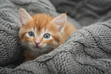Cute little ginger kitten