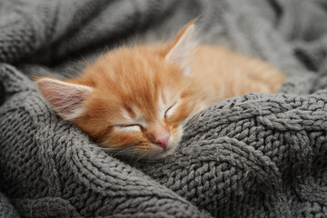 Cute little ginger kitten is sleeping