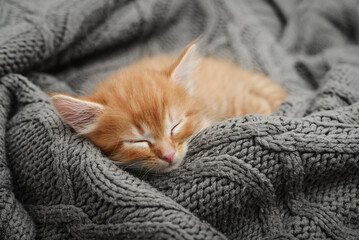 Cute little ginger kitten is sleeping