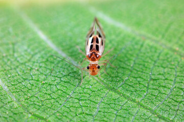 psocoptera crawl on green plants