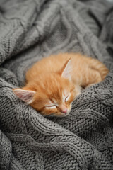 Cute little ginger kitten is sleeping