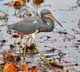 A single Tricolored heron desperate to find it's next meal while traipsing through the shallow waters of the pond.