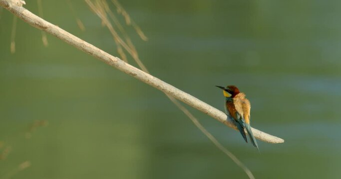 The European bee-eater from on the breeding colony on the steep banks of the Drava River