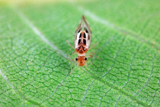 psocoptera crawl on green plants