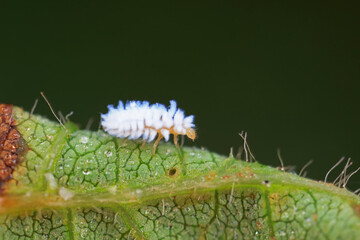 Ladybug larvae live on weeds
