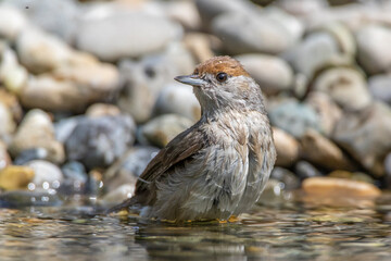 Mönchsgrasmücke (Sylvia atricapilla) Weibchen