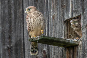 Turmfalke (Falco tinnunculus) Jungvögel am Nistkasten