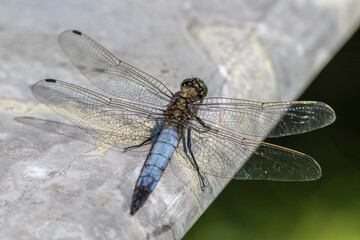 Großer Blaupfeil (Orthetrum cancellatum) Männchen