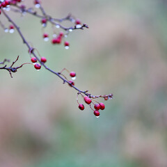Früchte eines Weißdorn (Crataegus monogyna) bei Regen im Herbst