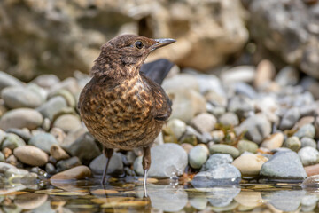 Amsel (Turdus merula) Jungvogel