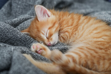 Fototapeta na wymiar Cute little ginger kitten is sleeping