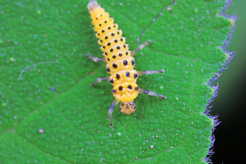 Ladybug larvae live on weeds