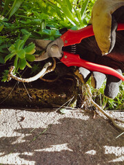 a different kind of garden