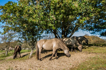 konik horses in the field © Nora