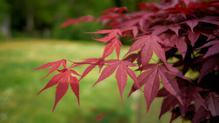 Blätter eines Korallen-Ahorn (Acer palmatum 'Corallinum') mit roter Herbstfärbung in einem Park