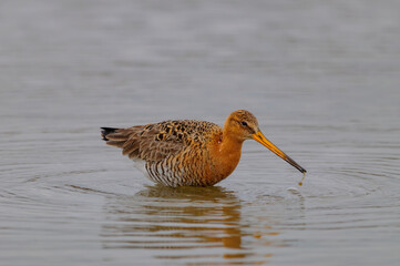 black-tailed godwit