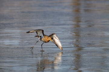 black-tailed godwit