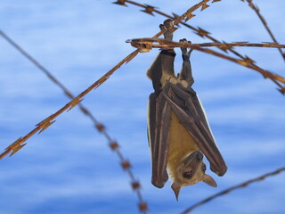 Megachiroptera Bat in Africa - obrazy, fototapety, plakaty
