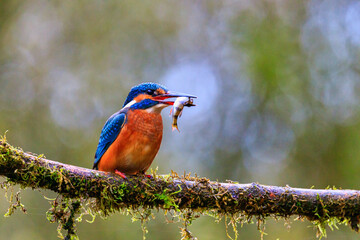 Kingfisher with prey