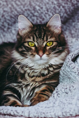 Portrait d'un adorable chaton tigr&eacute; au poil angora