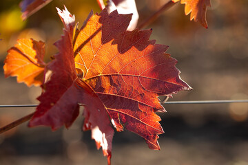 Autumn grapes with red leaves, the vine at sunset is reddish yellow