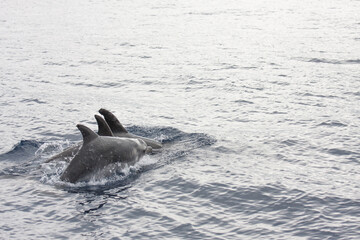 Fototapeta premium Delphine vor Madeira