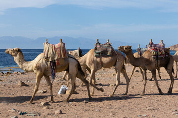 Dromedar camel in the background sands of hot desert, Egypt, Sinai
