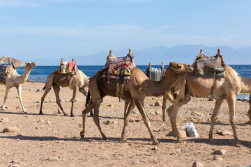 Dromedar camel in the background sands of hot desert, Egypt, Sinai