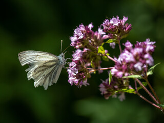 summery memorie - sommerliche Erinnerung