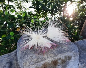 Part of the flower Freshwater Mangrove or Indian Oak or Itchy Tree