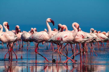 Wild african birds. Close up of beautiful African flamingos that are standing in still water with reflection.