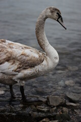 Swans winter on the sea. A young swan stands with its neck beautifully arched.