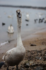 Swans winter on the sea. A young swan stands on the shore.
