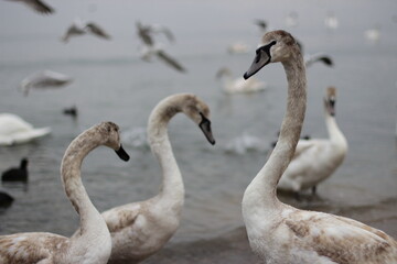 Swans winter on the sea. A young swan stands with its neck beautifully arched.