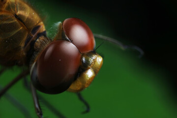 Close up of dragonfly's compound eyes