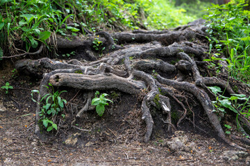 Large roots in the forest