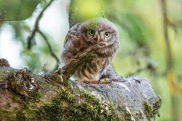 Steinkauz (Athene noctua) Jungvogel