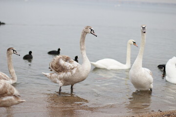 Swans winter on the sea. A young swan stands in the sea.
